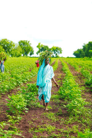 Indian lady working at field