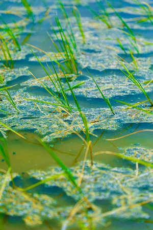 Terraced rice field in water season in Indiaの写真素材