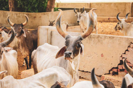 indian dairy farming, indian cattle