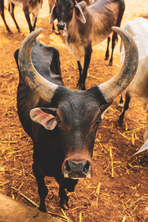 indian dairy farming, indian cattleの写真素材