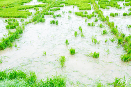 Rice field on landscape background in India