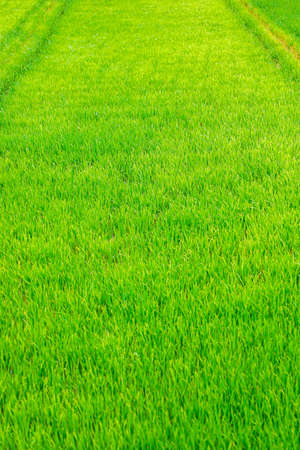Rice field on landscape background in India