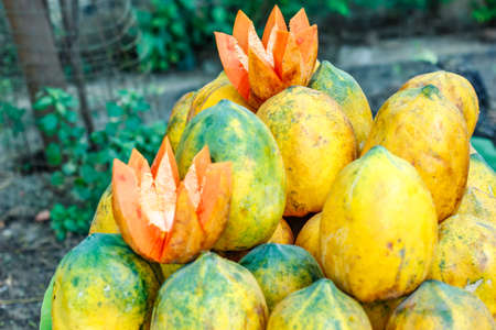 Fresh Papaya cut in flower shape and heap papaya bunch