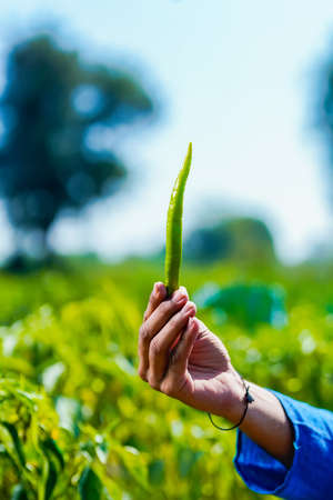 green chilly Holding in hand at agriculture fieldの写真素材