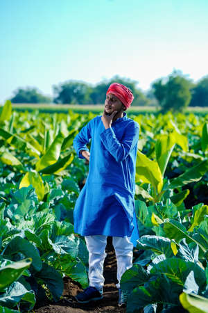 Young indian farmer looks at the farmland, the cauliflower field. The concept of growing cereals, vegetables.の写真素材