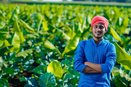 Young indian farmer looks at the farmland, the cauliflower field. The concept of growing cereals, vegetables.の写真素材