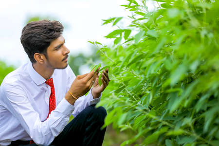 young indian agronomist at fieldの写真素材