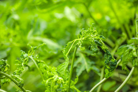 Green papaya field in indiaの写真素材
