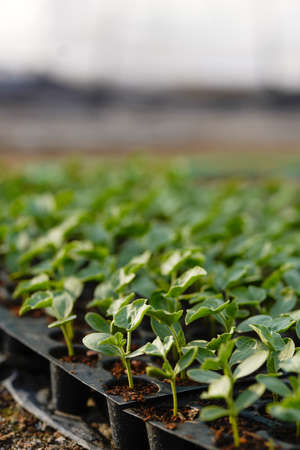 Small tomato plant at green house or poly house