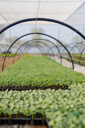 green house for green vegetableの写真素材