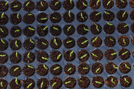 Growing of Small green chili plant at green house