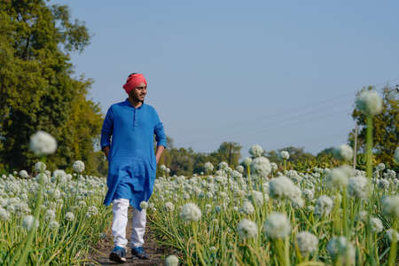 Young indian farmer at onion agriculture field