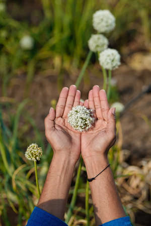 onion plant holding in hand at agriculture fieldの写真素材