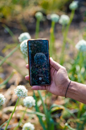 Young indian farmer using smartphone at agriculture fieldの写真素材