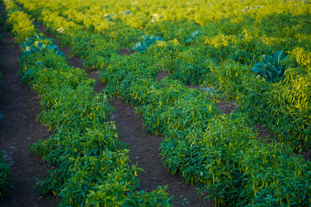 Green chili agriculture field in India