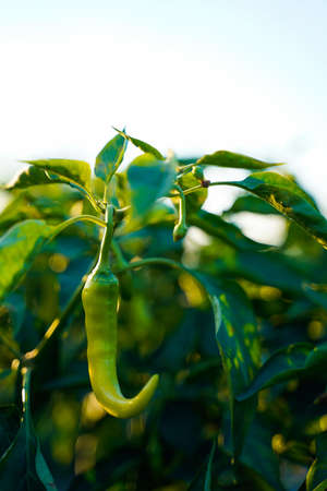 Green chili agriculture field in India