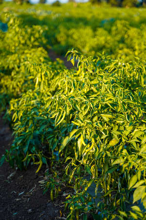 Green chili agriculture field in India