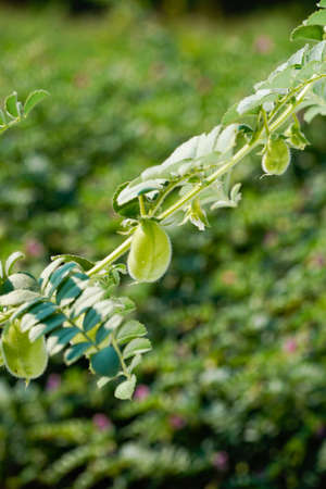 close view of Fresh Green Chickpeas on tree branchの写真素材