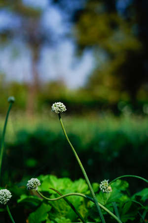 Onion flower at Onion agriculture field