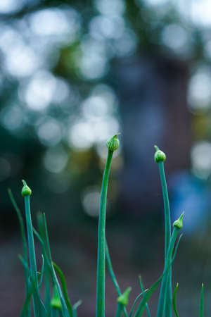 Onion flower at Onion agriculture fieldの写真素材