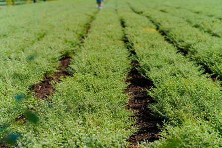 Fresh Green Chickpeas field , Chick peas also known as harbara or harbhara in hindi and Cicer is...