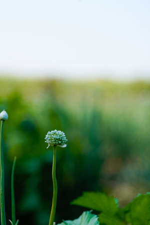 Onion flower at Onion agriculture field