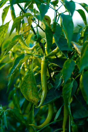 Green chili agriculture field in Indiaの写真素材