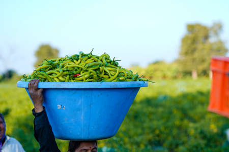 Jalgaon, Maharashtra  India- 02-07-2021 : Indian women working at green chili agriculture fieldの写真素材