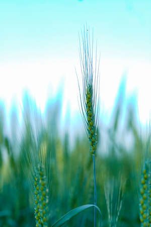 Green wheat agriculture field in indiaの写真素材