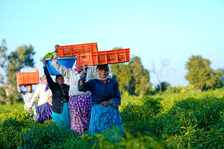 Jalgaon, Maharashtra  India- 02-07-2021 : Indian women working at green chili agriculture fieldのeditorial素材