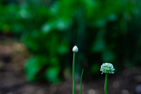 Onion flower at Onion agriculture fieldの写真素材