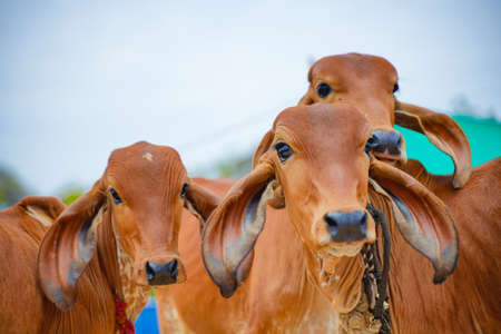 Indian cows group at agriculture fieldの写真素材