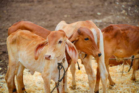 Indian cows group at agriculture fieldの写真素材