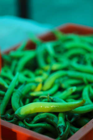 Green chili agriculture field in Indiaの写真素材