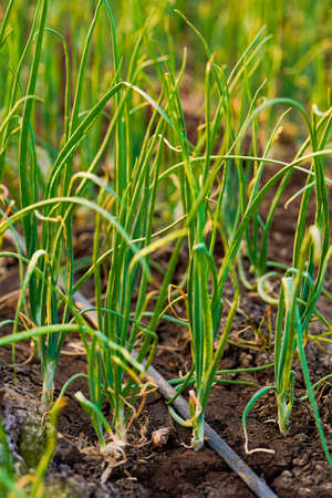 Onion agriculture field at indiaの写真素材