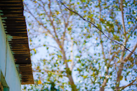 Blue sky view between naked or leafless tree