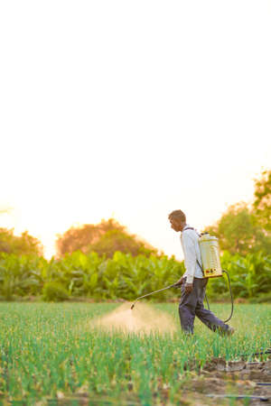 Indian farmer spraying pesticides in green onion fieldの写真素材