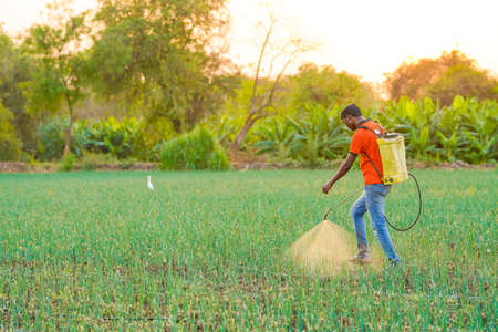 Indian farmer spraying pesticides in green onion field