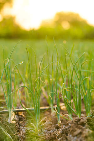 Onion agriculture field at india