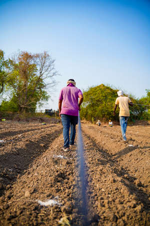 Drip irrigation system assemble in agriculture field. rural scene.の写真素材