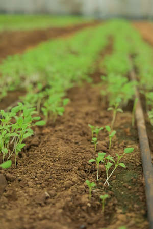 Greenhouse with small fenugreek plantの写真素材