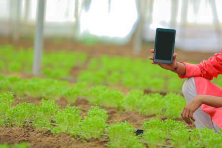 Young indian farmer showing smartphone at poly house or greenhouseの写真素材