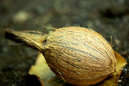 Close-up view of coconut fruit