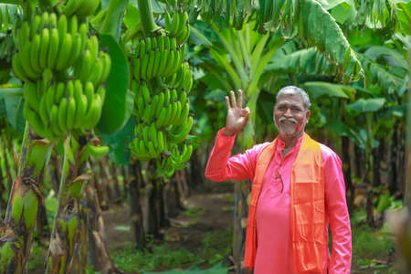 happy indian farmer holding raw banana tree in handの写真素材