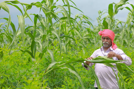 Indian farmer standing in his fieldの写真素材