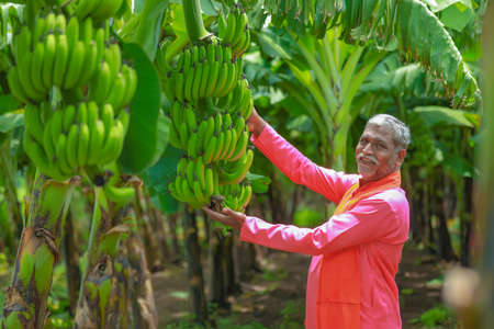 happy indian farmer holding raw banana tree in handの写真素材