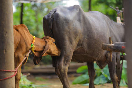 Mother's Love - Indian buffelow feeding calfの写真素材