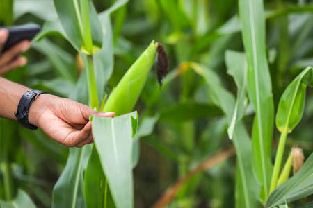 Young indian agronomist holding corn leaf in hand and analyzing in fieldの写真素材