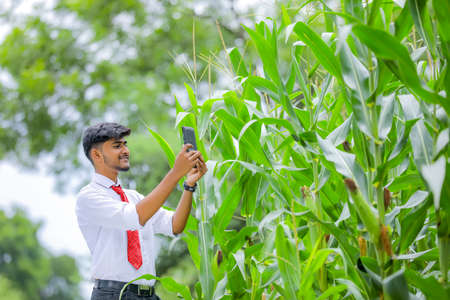 Young indian agronomist analyze and collecting photo in maize fieldの写真素材
