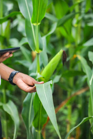 Young indian agronomist holding corn leaf in hand and analyzing in fieldの写真素材